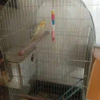 عروس هلندی و مرغ عشق