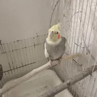 عروس هلندی|پرنده|محمدشهر, همایون ویلا|دیوار