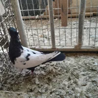 بهبودی زرنگ|پرنده|شیراز, تندگویان|دیوار