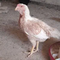 تعدادی مرغ و خروس خاص