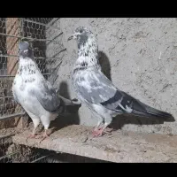 کبوتر غریب