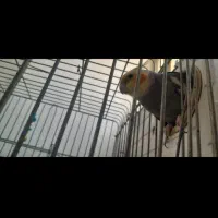 یک جفت عروس هلندی|پرنده|فیروزکوه, |دیوار