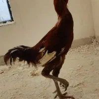 تخم مرغ لاری عکس خروسش گزاشتم