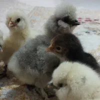 جوجه ۱هفته ای نژاد لهستانی و....