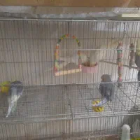 طوطی عروس نرو ماده