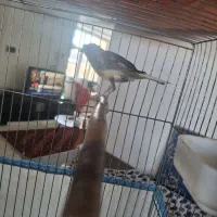 قناری ماده|پرنده|کرمان, |دیوار