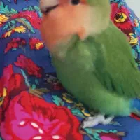 طوطی برزیلی گم شده در مسکن مهر
