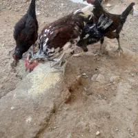 خروس گلین