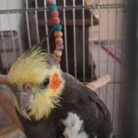 سلام  یک عدد عروس هلندی  گمشده