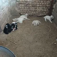 فروش بز ..کهره دار بخته