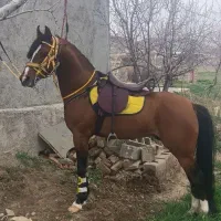 اسب عرب