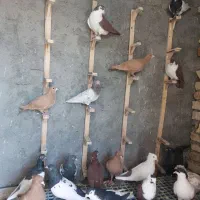 کبوتر رنگه|پرنده|بیرجند, |دیوار