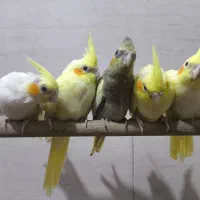 عروس هلندی زعفرانی