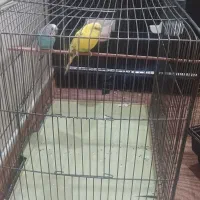 مرغ عشق و عروس هلندی