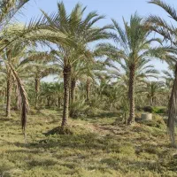 فروش باغ در بنار ابشیرین|فروش دفتر صنعتی، کشاورزی، تجاری|برازجان, |دیوار