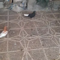 سلام دمسفید  ونر کله سیاه۱۲۰۰۰۰۰تومن