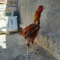 یک مرغ و دوتا خروس لاری