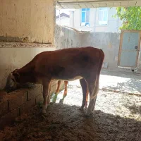 گوساله نرماده