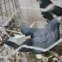 نره ماده خوشرنگ یقه بسته