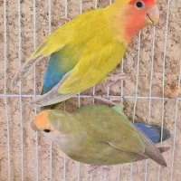 جفت کوتوله مولد کارداده با قفس|پرنده|قوچان, |دیوار