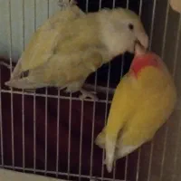 طوطی برزیلی