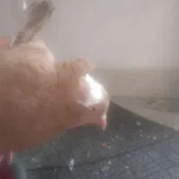 ۲تا کفتر گرفتنی