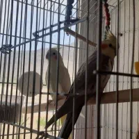 فروش یک جفت عروس هلندی سالم وزیبا|پرنده|فرخ‌شهر, |دیوار