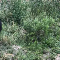 اجاره-سوله-قارچ