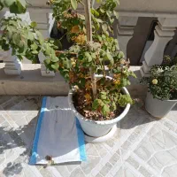 فروش گل های ۷ رنگ با گلدان بزرگ|گل و گیاه طبیعی|یاسوج, |دیوار