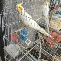 دو عدد عروس هلندی و سه. عددتوخم