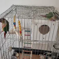 دو عدد گرینچیک نر و ماده