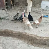 باسلام شش عدد بوقلمون به فروش میرسند