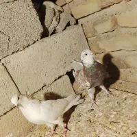 کبوتر پرشی|پرنده|سیرجان, |دیوار