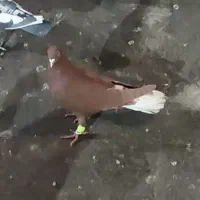 سرخ دم سفید کلاغ