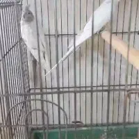 عروس هلندی امرلیددوکت کرم فیس ودوکت البینو ولوتینو|پرنده|بندرعباس, |دیوار