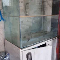 آکواریوم|ماهی|هندمینی, |دیوار
