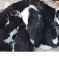 پیشی گربه خانگی