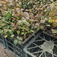 نهال و نشا آقای دکتر سعادتی|خدمات باغبانی و درختکاری|محمدشهر, محمدشهر|دیوار