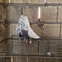 کبوتر دورگ و رنگی|پرنده|مبارکه, |دیوار