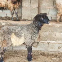 ۲ راس بره ماده داشتی بهمن بیگی