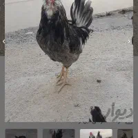 مرغ ،خروس و جوجه گلین