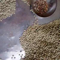 عدس پاک شده محلی
