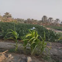 فروش نیم هکتار باغ و زمین کشاورزی رودان برنطین