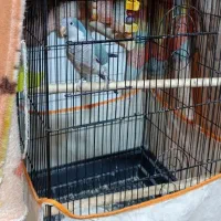 فروش راهب ماده آبی