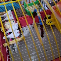 فنچ نر و ماده|پرنده|تبریز, |دیوار