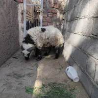 قوچ