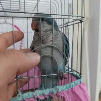 طوطی راهب ماده آبی ۷ ماهه