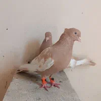 کفتر سینه زرد