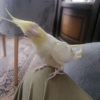 عروس هلندی جفت