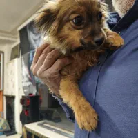 سگپامری توله|سگ|کرج, شهرک جهاننما|دیوار